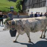 The Cattle Descent in the Alps