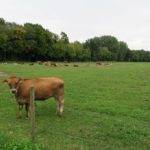 Das Grosse Moos