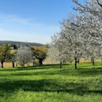 Die Obstbaumlandschaft im Jura