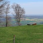 La vie d’une vache en Suisse