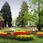 Das Tulpenfest von Morges