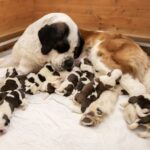 Een nieuwe familie van elf Sint-Bernardpups in Barryland